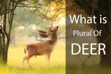 plural of deer