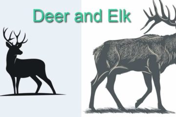 difference between deer and elk