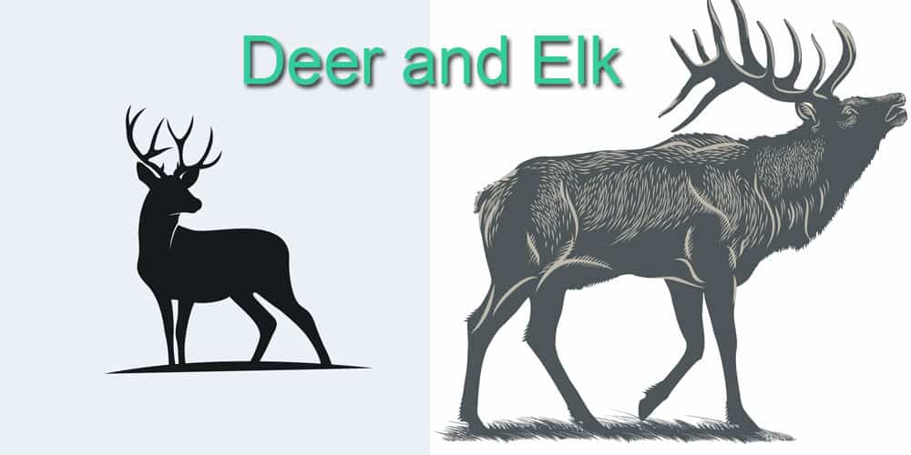 elk vs deer 0
