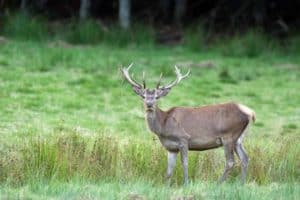 deer and elk