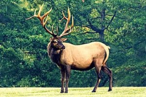 distinguish-between-elk-and-deer
