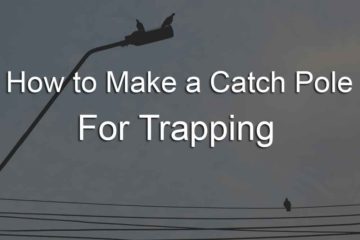 how to make a catch pole for trapping