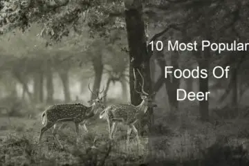 foods of deer