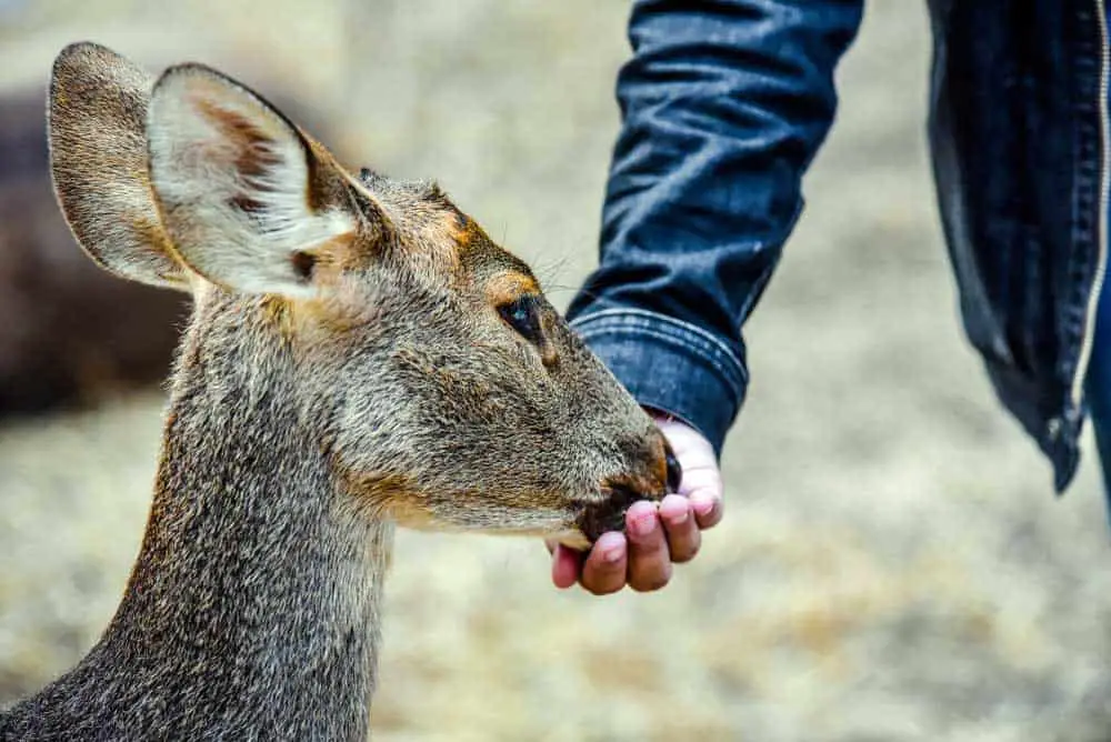 what to feed deer