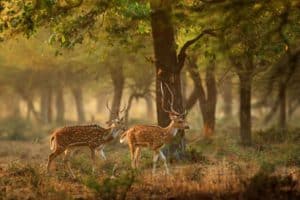 what sound does a deer make when scared