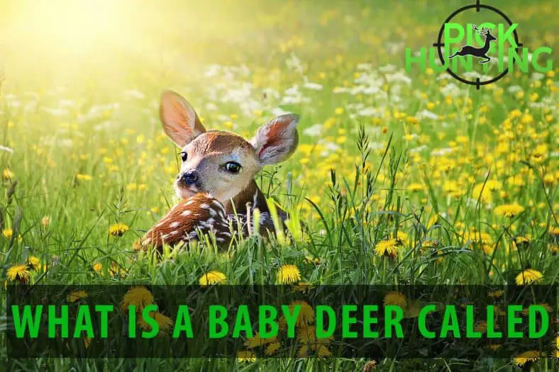 whats a baby deer called