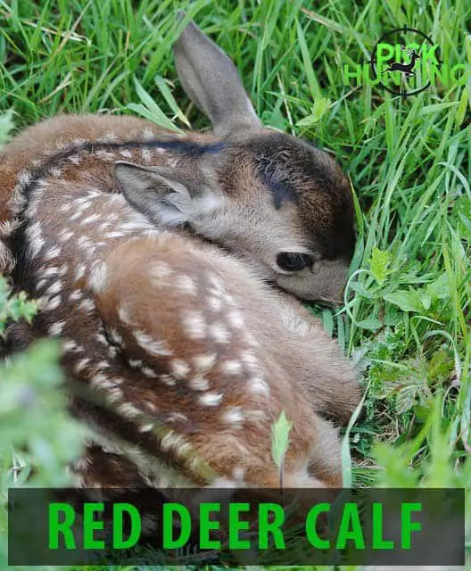 whats a baby deer called