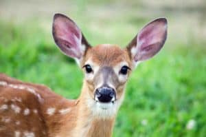 baby deer called