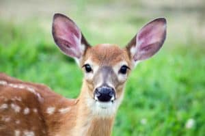 whats a baby deer called