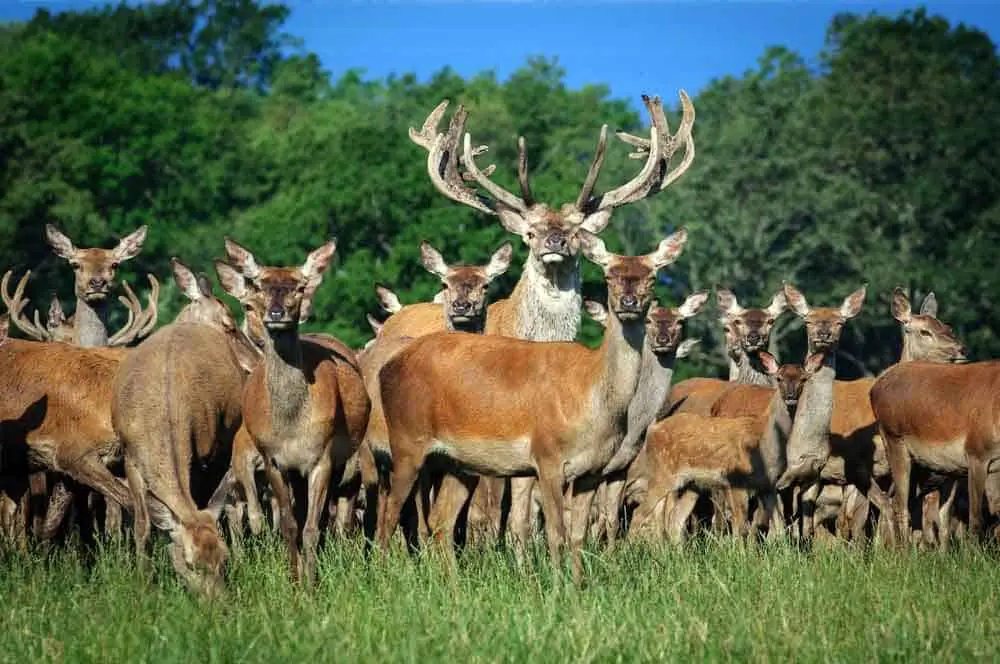 what-is-a-group-of-deer-called-secret-infos-revealed