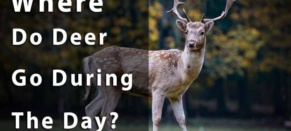 where do deer go during the day