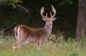 whitetail deer antlers