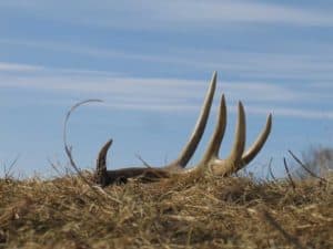 whitetails deer antlers facts