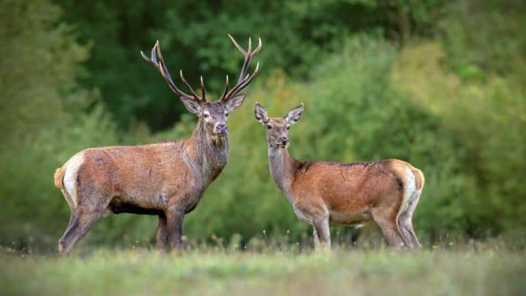 what-is-a-male-deer-called-secret-male-deer-names