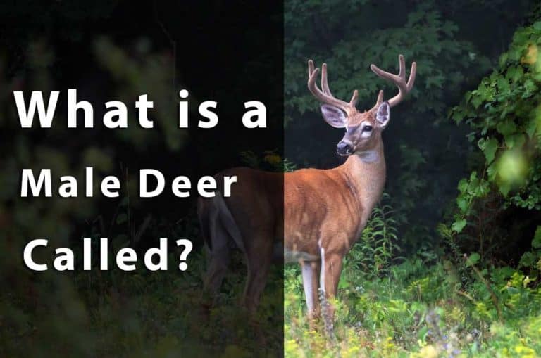 what is a male deer called