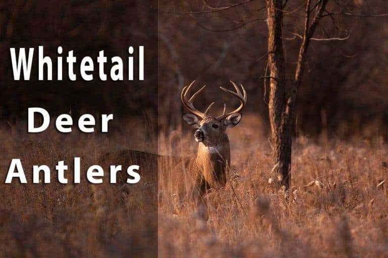 whitetail deer antlers