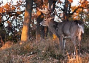 whitetail deerr antlers 