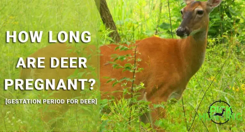 what is a female deer called