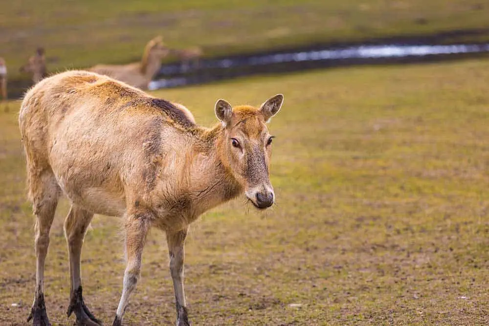 how long are deer pregnant for