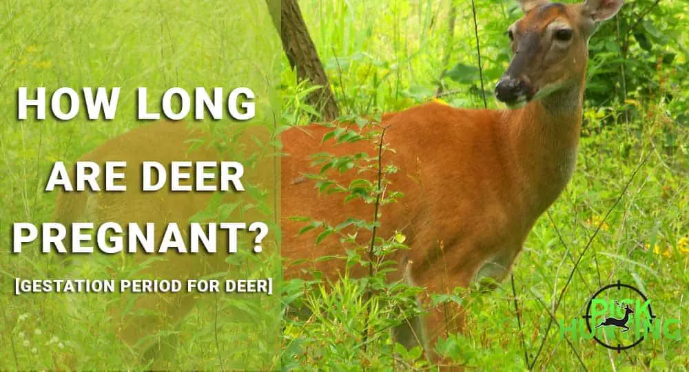 how long are deer pregnant