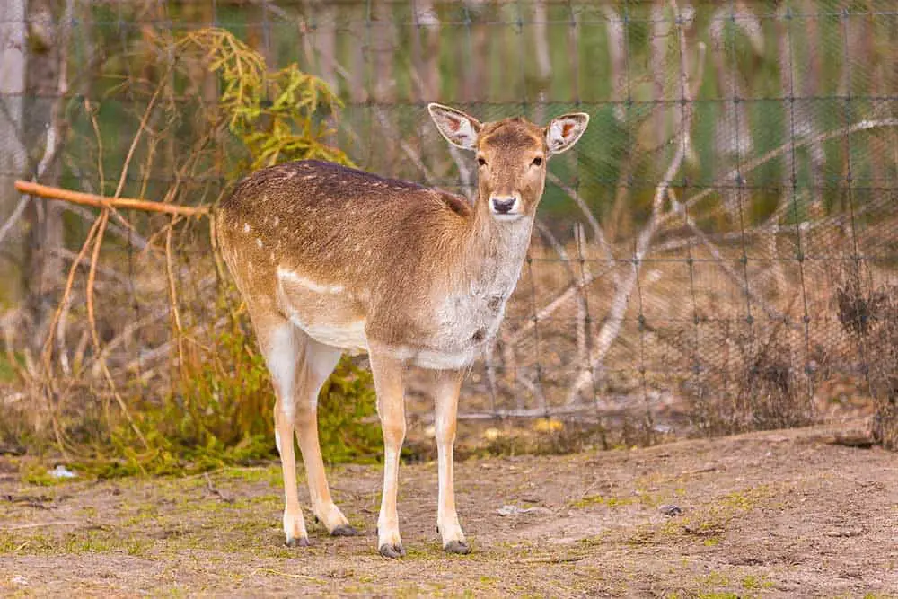 how long do deer stay pregnant