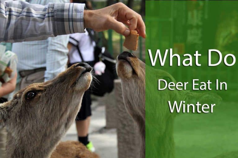 what do deer eat in winter