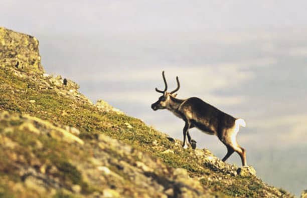 do female red deer have antlers