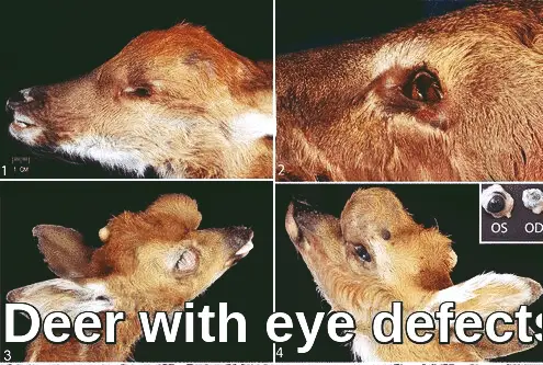 deer with no eyes