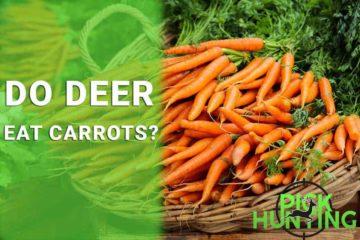 do deer eat carrots