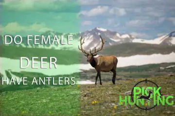 do female deer have antlers