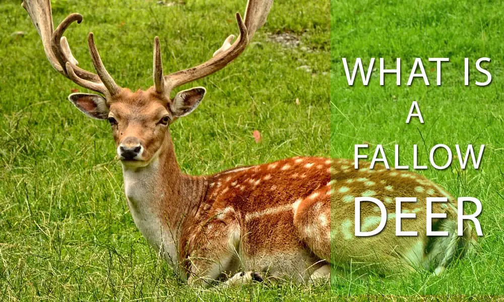 What Is A Fallow Deer? [Secret Facts Revealed]