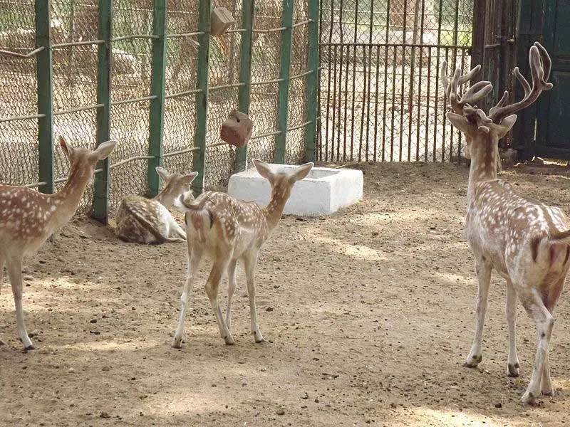 what is a fallow deer