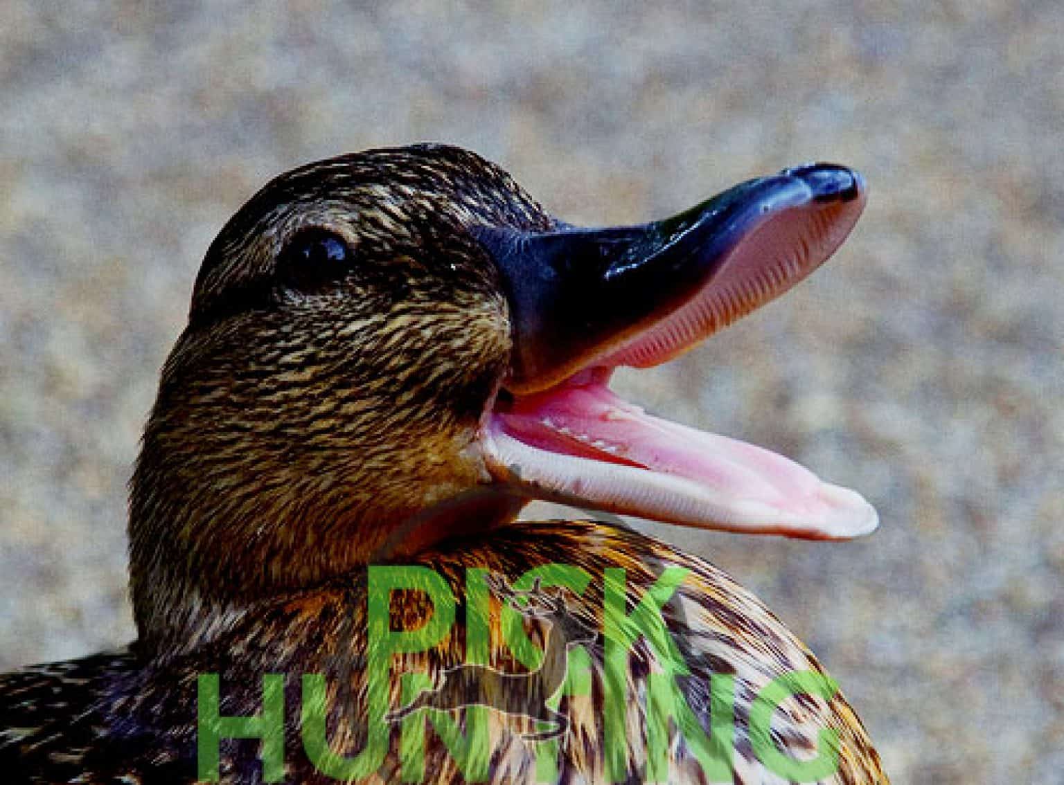 Do Ducks Have Teeth? [Secret Answer, Info & Facts Revealed]