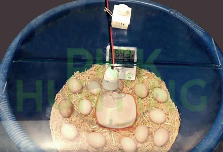 how to hatch turkey eggs without an incubator