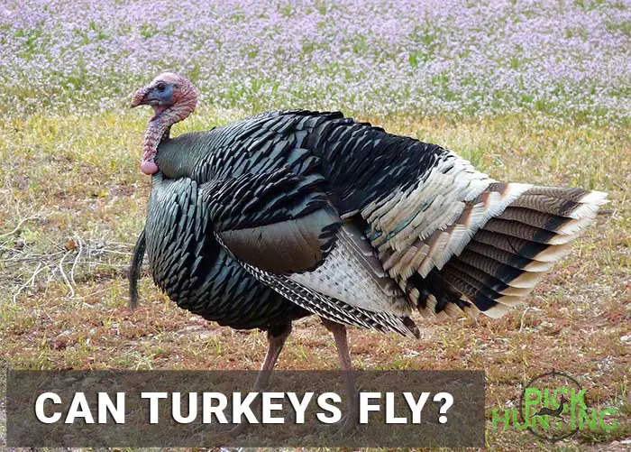 can turkeys fly