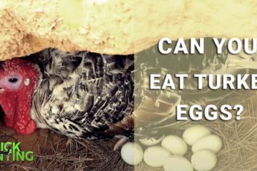 can you eat turkey eggs