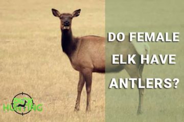 do female elk have antlers