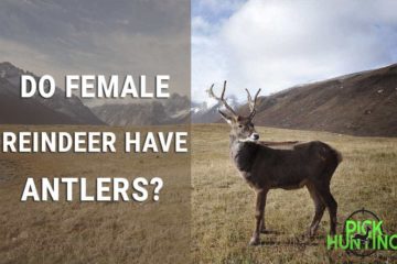 do female reindeer have antlers