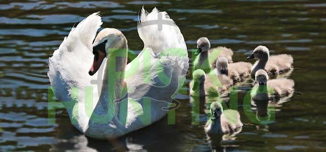 do cisne tem dentes