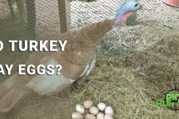 do turkey lay eggs