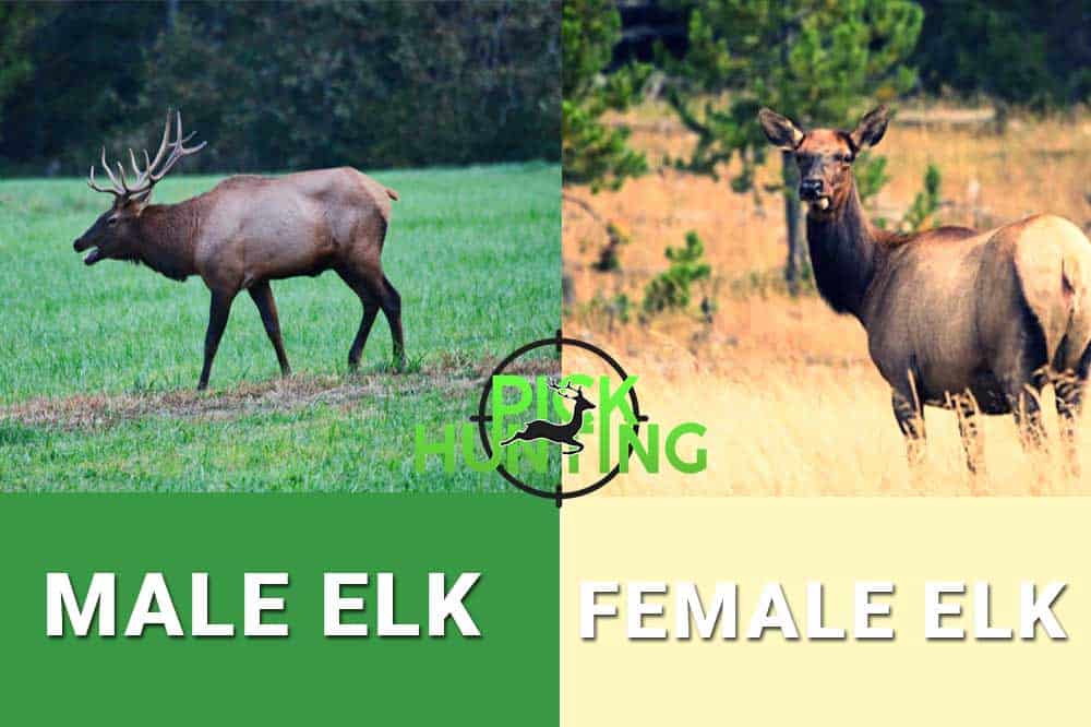 does female elk have antlers