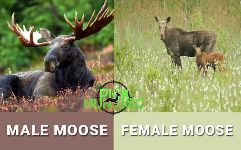 does female moose have antlers