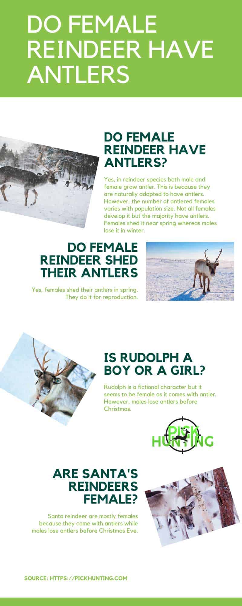 female reindeer antlers infographics