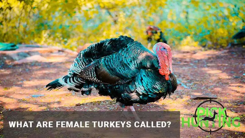 female turkeys called