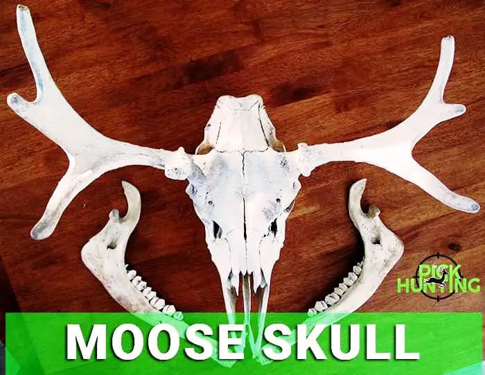 moose skull