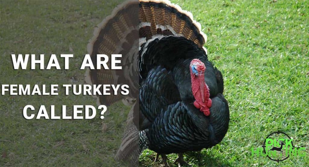 What Are Female Turkeys Called Female Turkeys Name