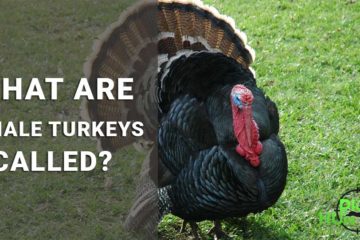 what are female turkeys called