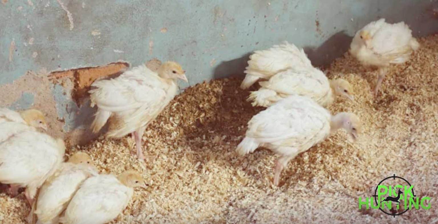 What Is A Baby Turkey Called? [3 Secret Baby Turkey Names]