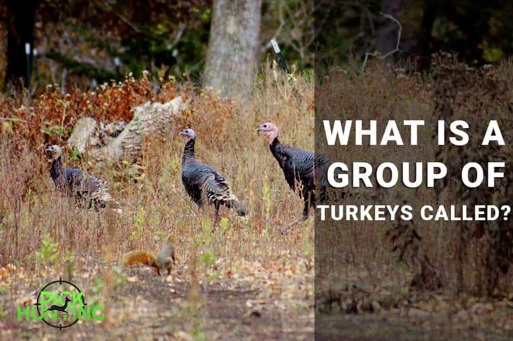 what is a group of turkeys called