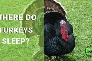 where do turkeys sleep